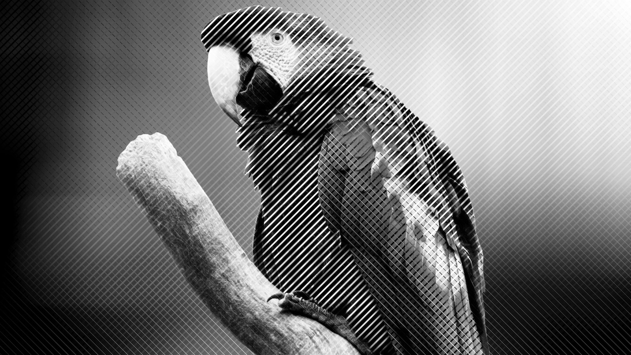A colorful parrot, rendered in monochrome